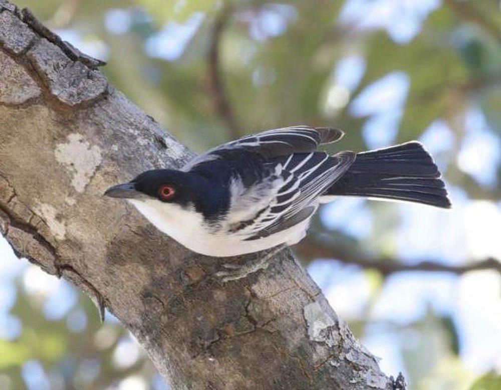 鹊形松背伯劳 / Black-backed Puffback / Dryoscopus cubla