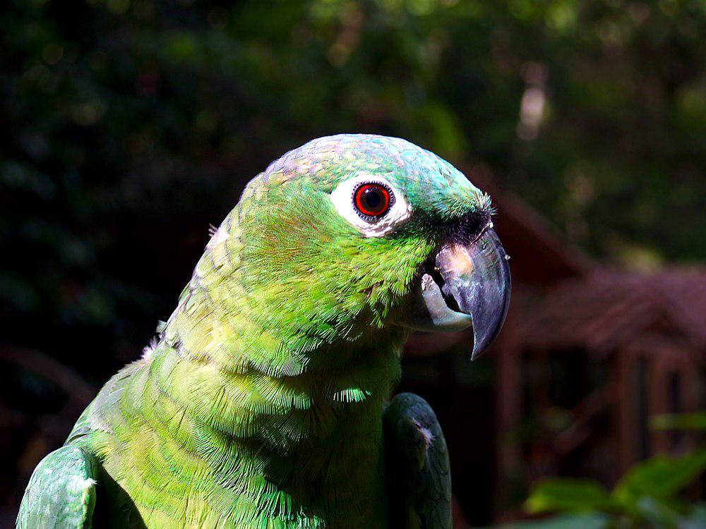 北斑点鹦哥 / Northern Mealy Amazon / Amazona guatemalae