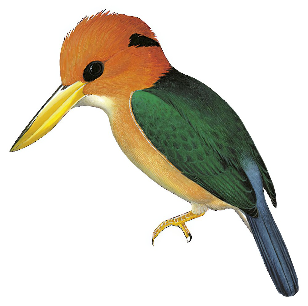 山黄嘴翡翠 / Mountain Kingfisher / Syma megarhyncha