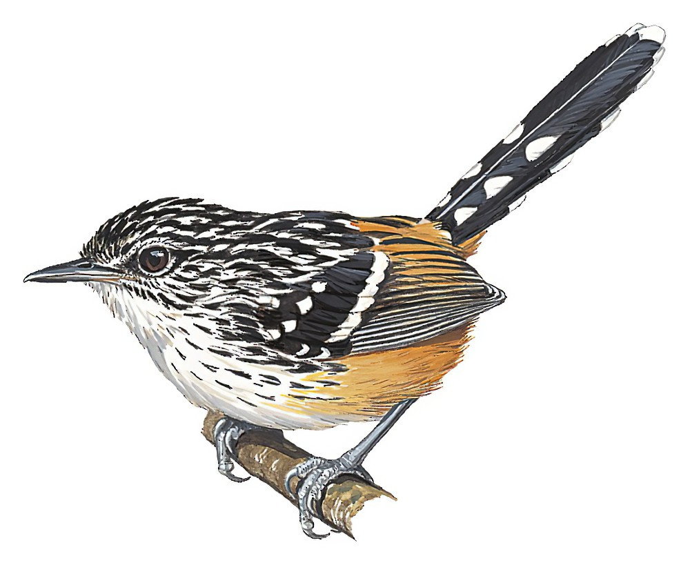 条纹蚁鸟 / Striated Antbird / Drymophila devillei