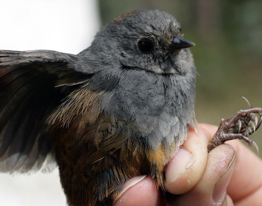 佩里窜鸟 / Perija Tapaculo / Scytalopus perijanus