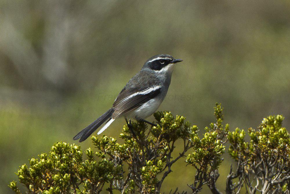 仙莺 / Fairy Flycatcher / Stenostira scita