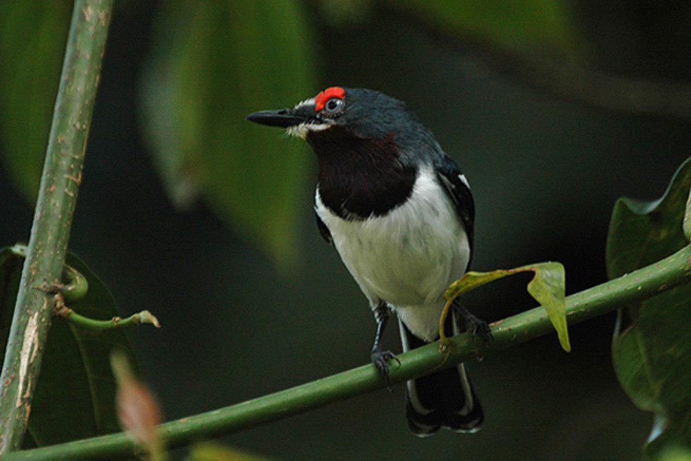 眼瘤鹟 / Brown-throated Wattle-eye / Platysteira cyanea