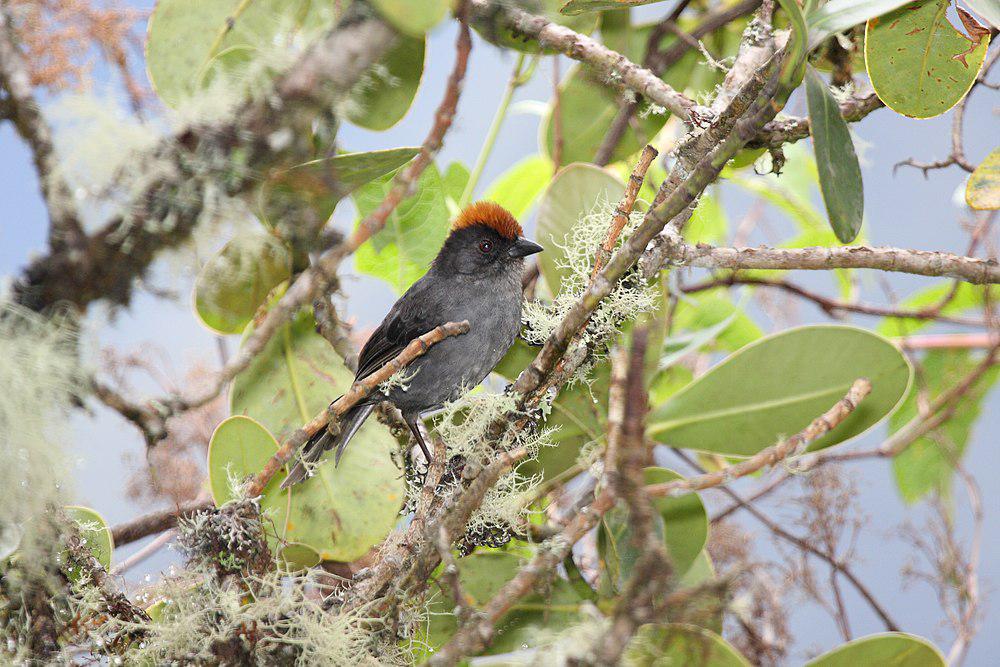 库斯科薮雀 / Cuzco Brushfinch / Atlapetes canigenis