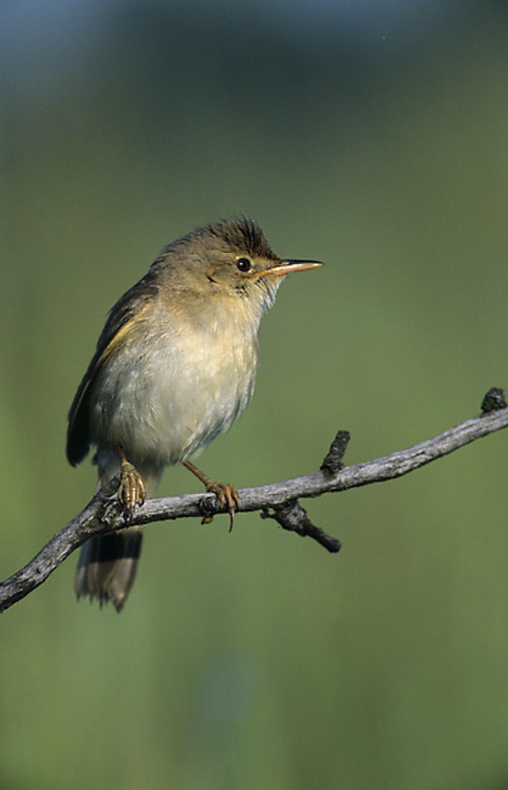 湿地苇莺 / Marsh Warbler / Acrocephalus palustris