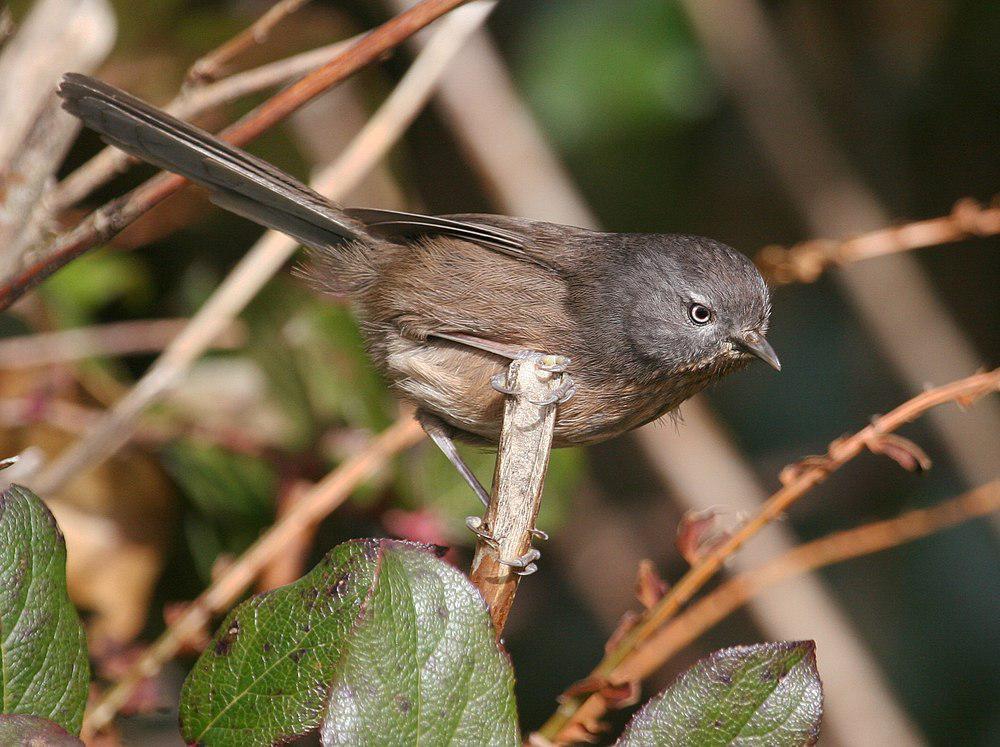 鹪雀莺 / Wrentit / Chamaea fasciata