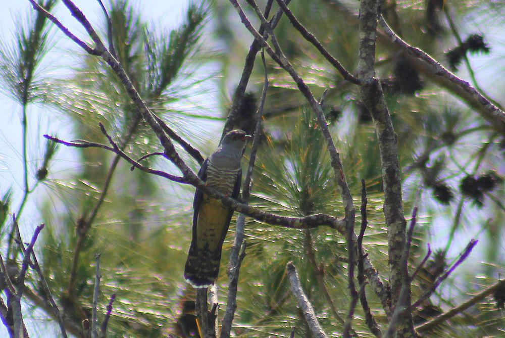 马岛杜鹃 / Madagascan Cuckoo / Cuculus rochii