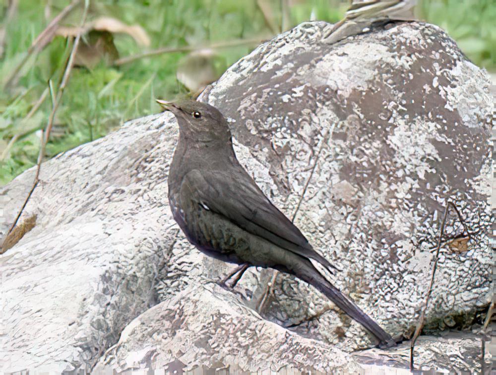 藏乌鸫 / Tibetan Blackbird / Turdus maximus