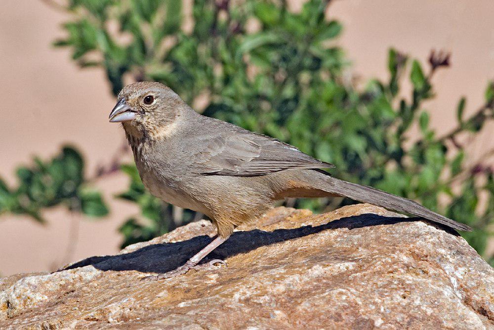 棕喉唧鹀 / Canyon Towhee / Melozone fusca