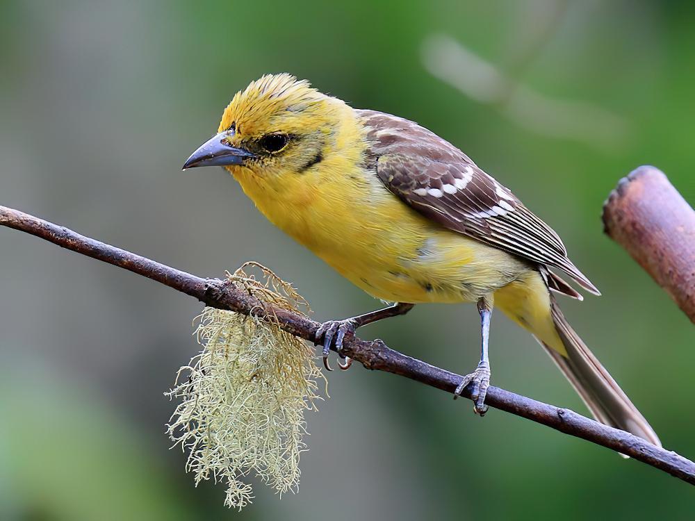 火领丽唐纳雀 / Flame-colored Tanager / Piranga bidentata