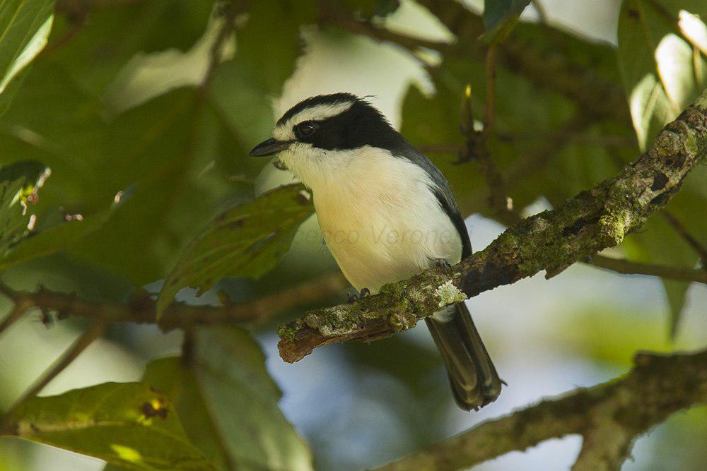 灰绿丛鵙 / Bocage\'s Bushshrike / Chlorophoneus bocagei