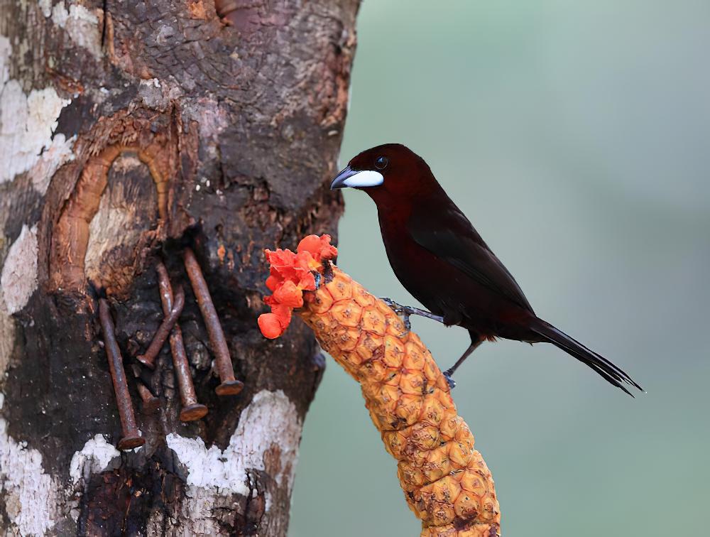 银嘴唐纳雀 / Silver-beaked Tanager / Ramphocelus carbo