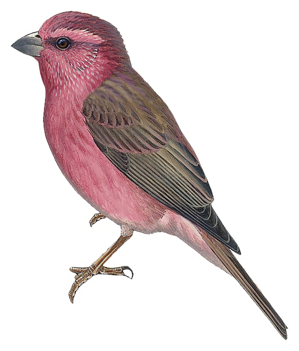 喜山红腰朱雀 / Blyth's Rosefinch / Carpodacus grandis