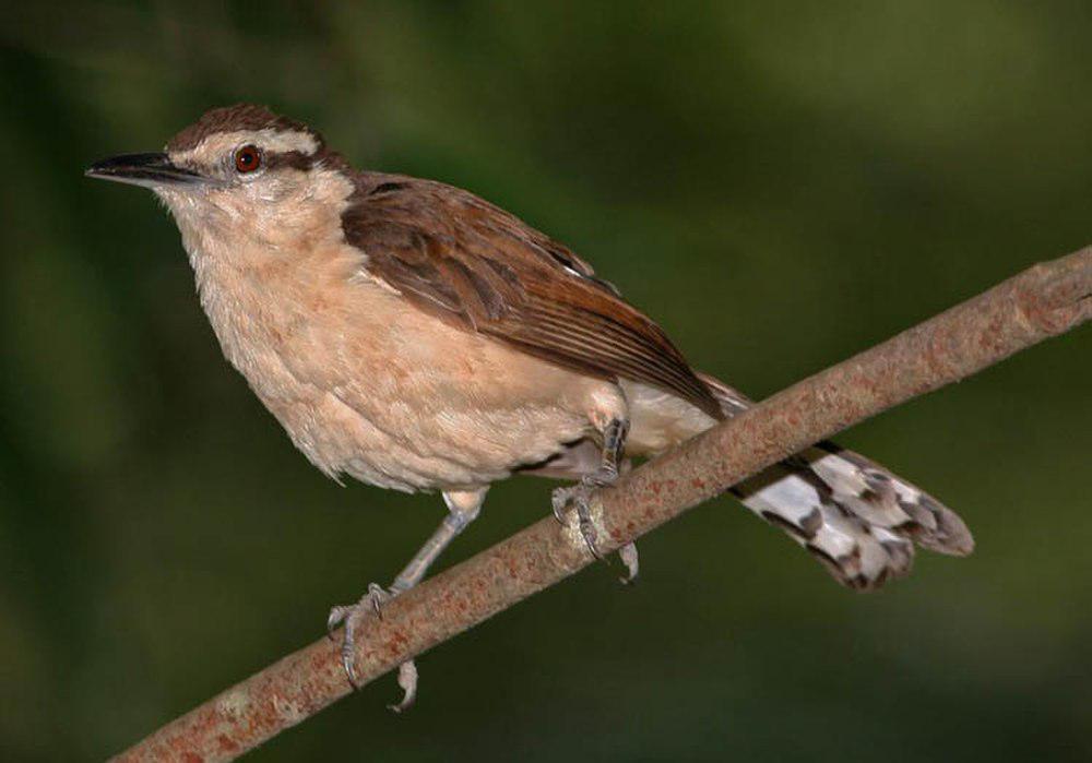 灰曲嘴鹪鹩 / Bicolored Wren / Campylorhynchus griseus