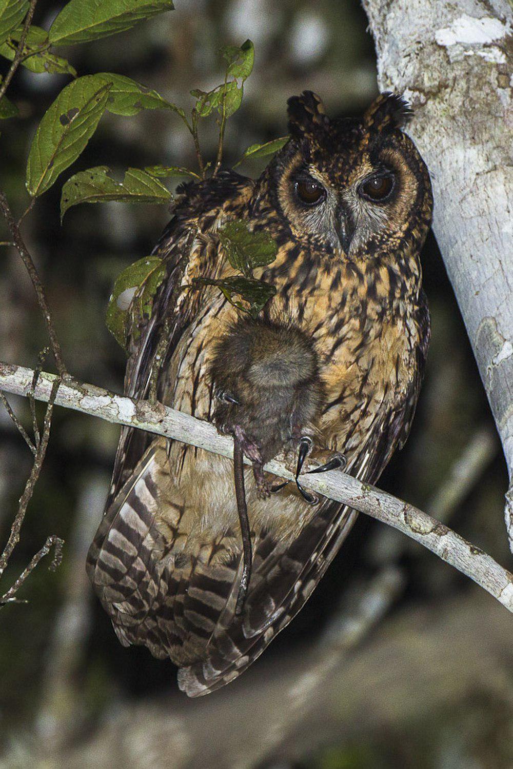 马岛长耳鸮 / Madagascan Owl / Asio madagascariensis