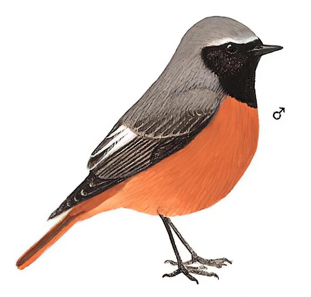 黑喉红尾鸲 / Hodgson\'s Redstart / Phoenicurus hodgsoni