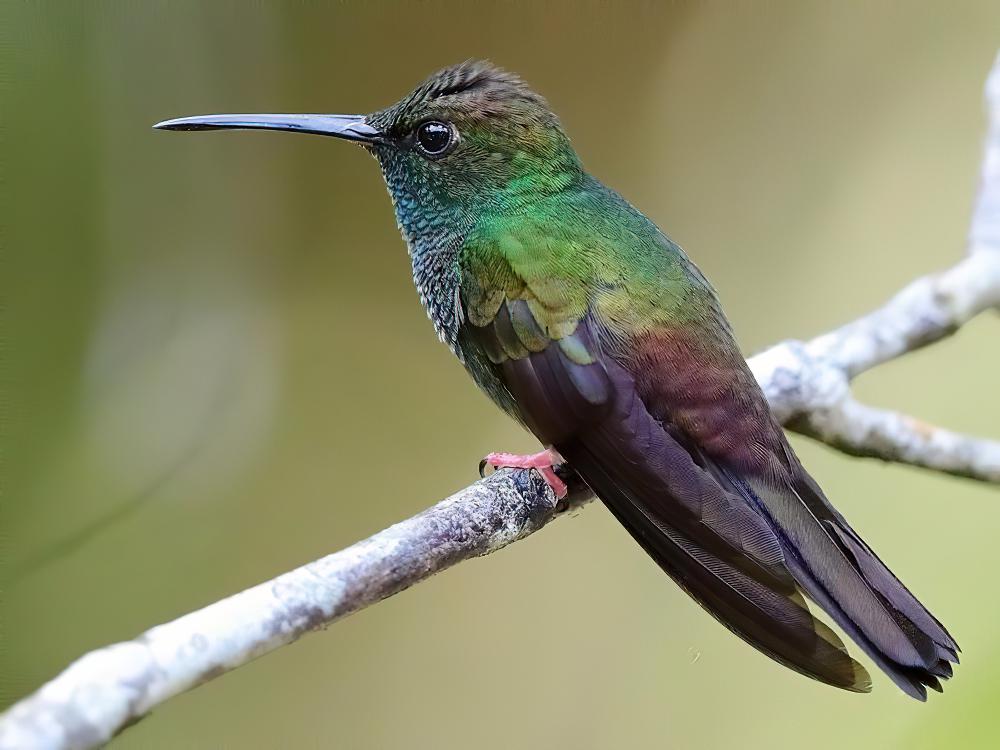 斑胸棕尾蜂鸟 / Bronze-tailed Plumeleteer / Chalybura urochrysia