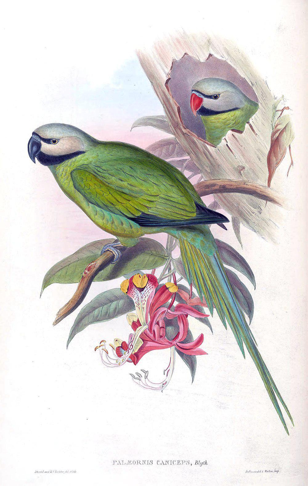 布莱氏鹦鹉 / Nicobar Parakeet / Psittacula caniceps