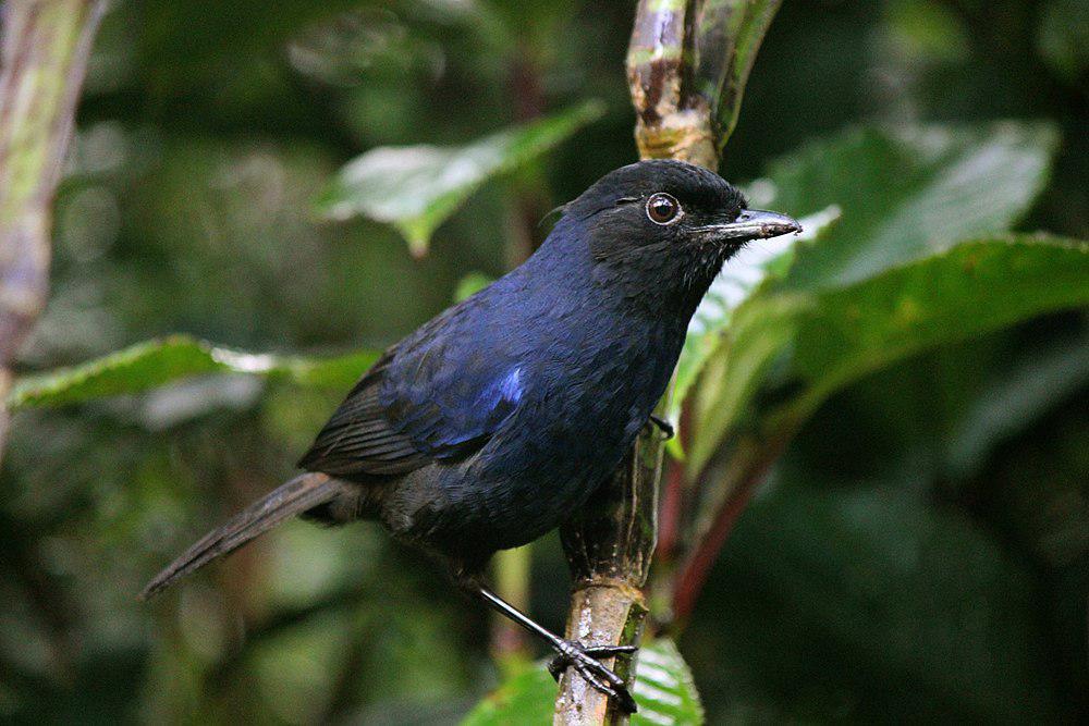 斯里兰卡啸鸫 / Sri Lanka Whistling Thrush / Myophonus blighi