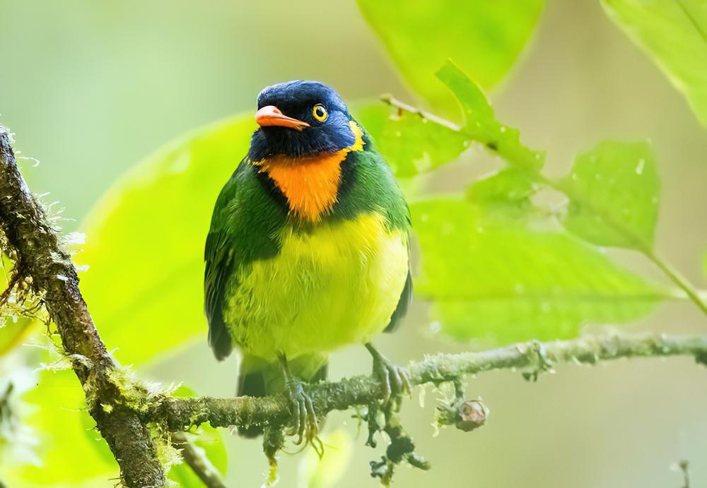 橙胸食果伞鸟 / Orange-breasted Fruiteater / Pipreola jucunda