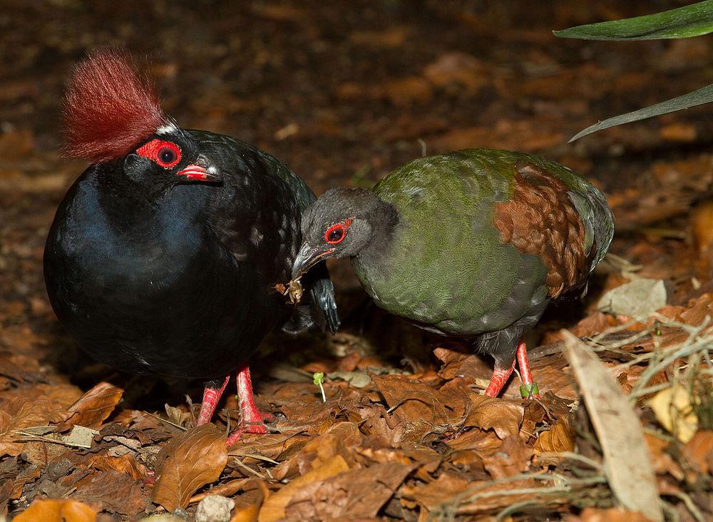 冕鹧鸪 / Crested Partridge / Rollulus rouloul