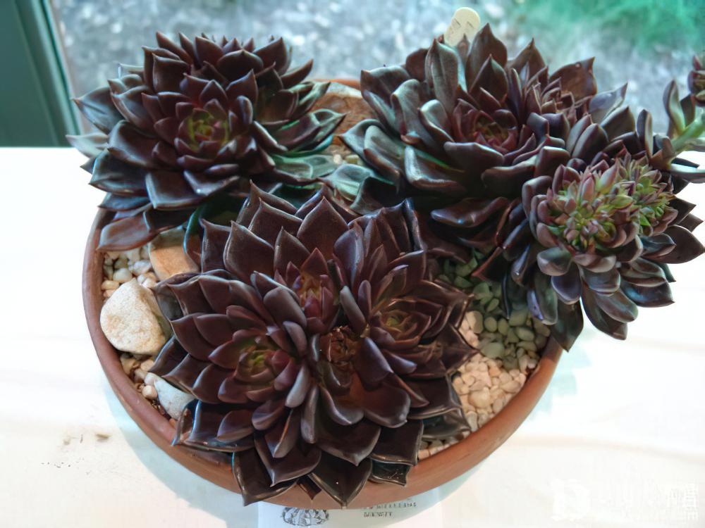 黑王子 Echeveia ‘Black Prince’