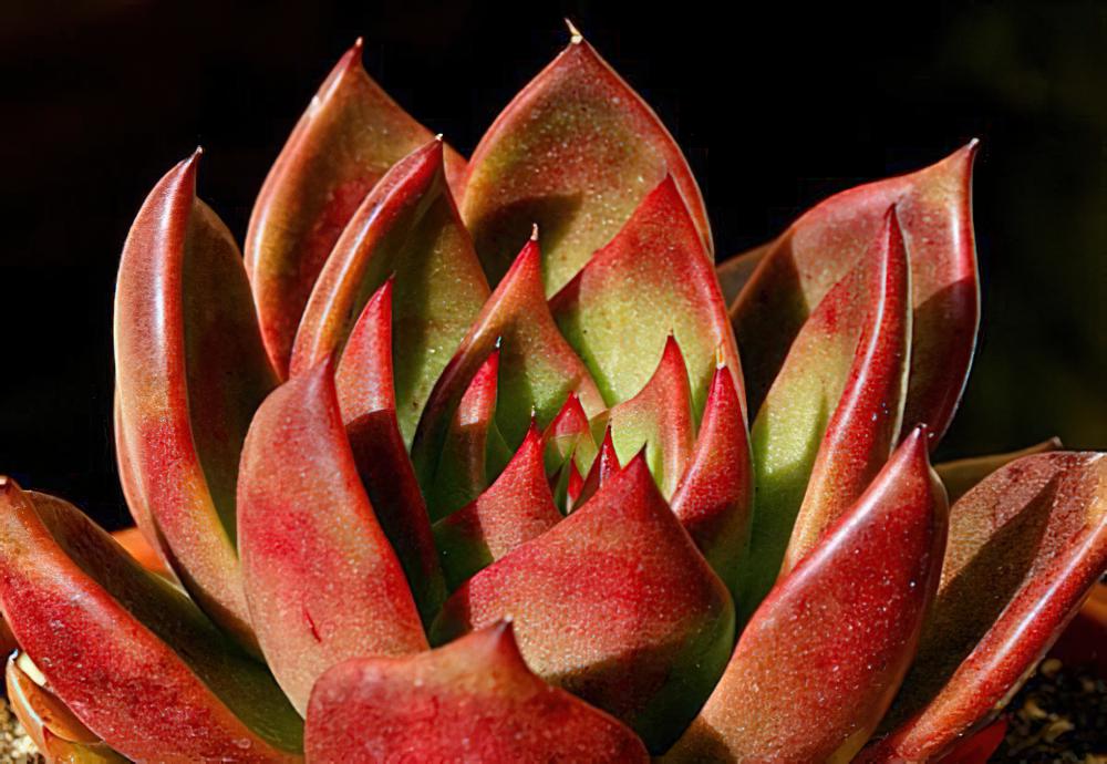 Echeveria agavoides-东云