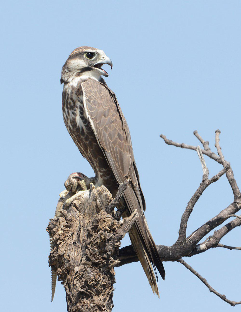 印度猎隼 / Laggar Falcon / Falco jugger