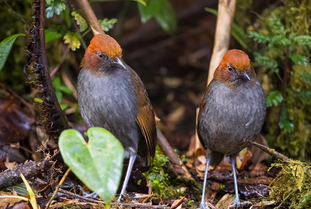 栗枕蚁鸫 / Chestnut-naped Antpitta / Grallaria nuchalis