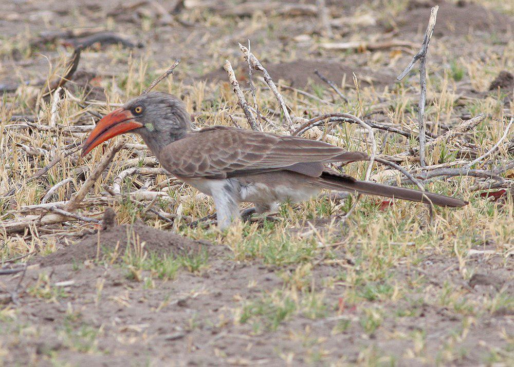 南非弯嘴犀鸟 / Bradfield\'s Hornbill / Lophoceros bradfieldi