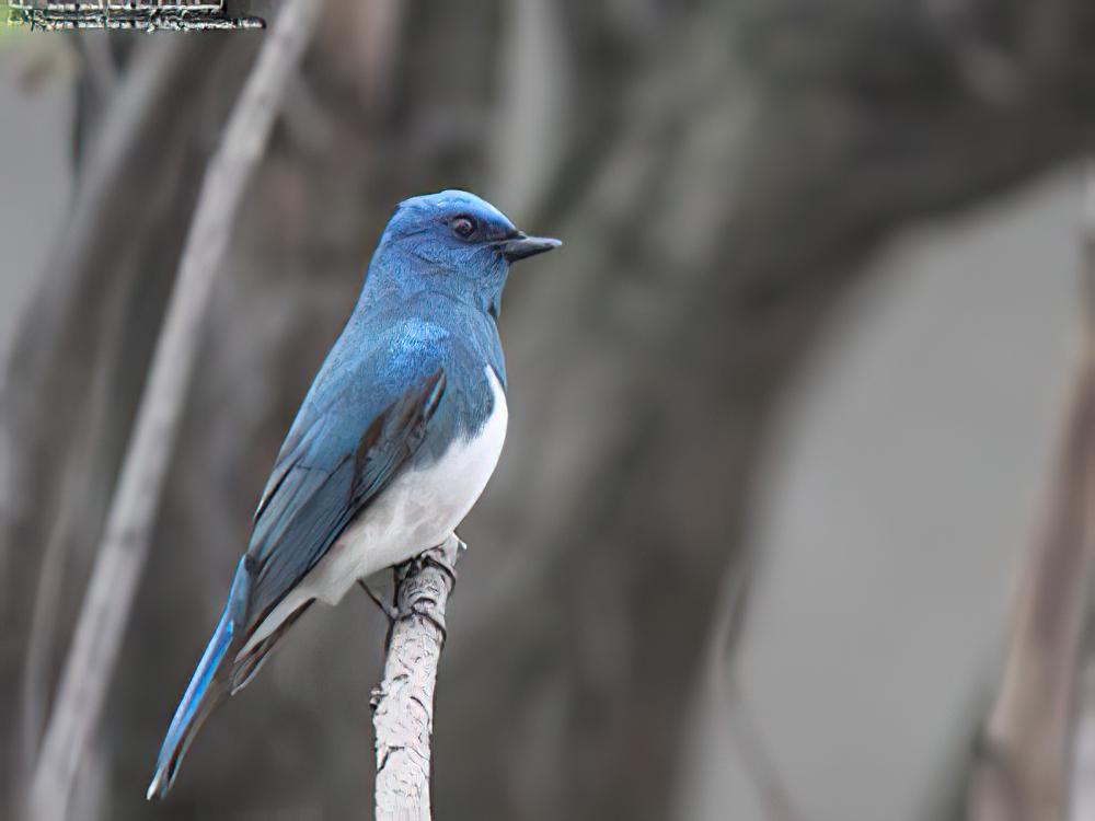 琉璃蓝鹟 / Zappey\'s Flycatcher / Cyanoptila cumatilis