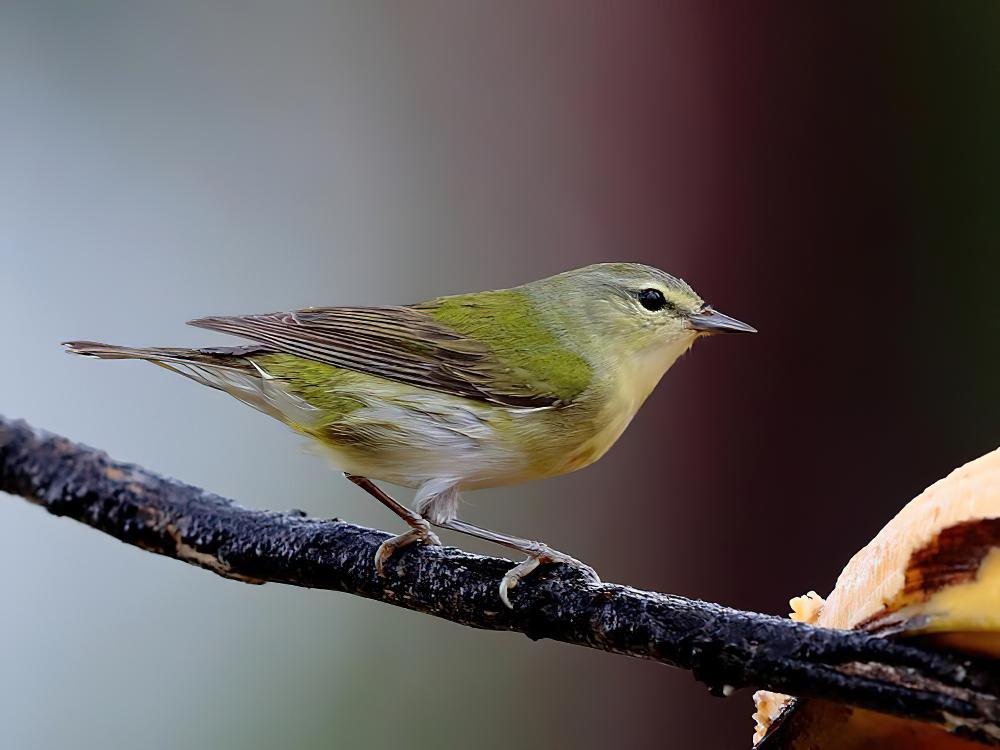 灰冠虫森莺 / Tennessee Warbler / Leiothlypis peregrina