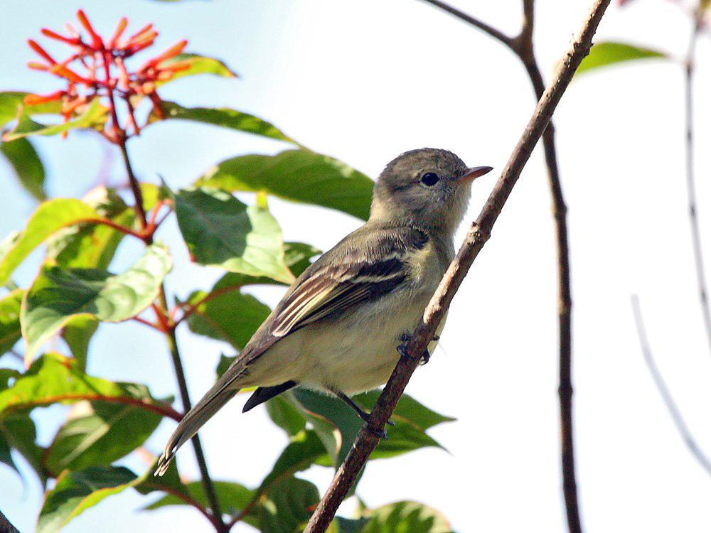 小拟霸鹟 / Lesser Elaenia / Elaenia chiriquensis