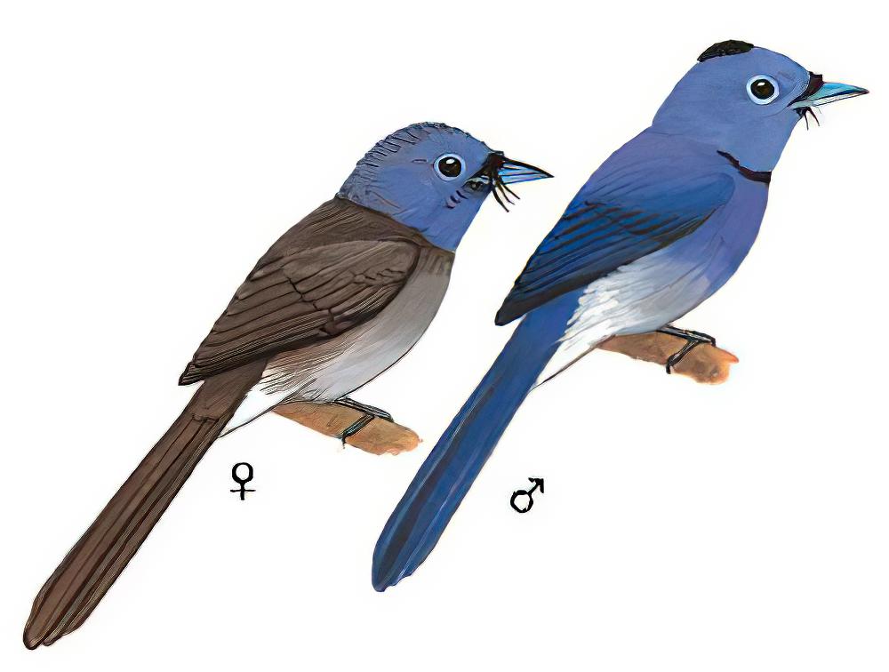 黑枕王鹟 / Black-naped Monarch / Hypothymis azurea