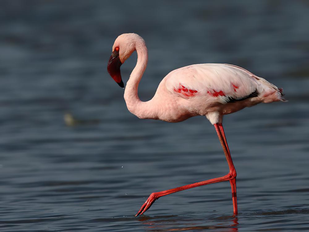 小红鹳 / Lesser Flamingo / Phoeniconaias minor