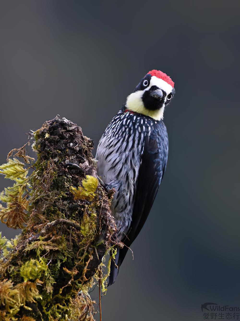 橡树啄木鸟 / Acorn Woodpecker / Melanerpes formicivorus