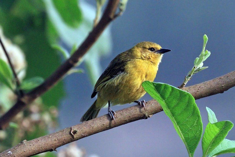 细嘴织雀 / Slender-billed Weaver / Ploceus pelzelni