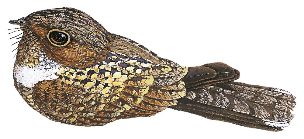 卡因夜鹰 / Cayenne Nightjar / Setopagis maculosa