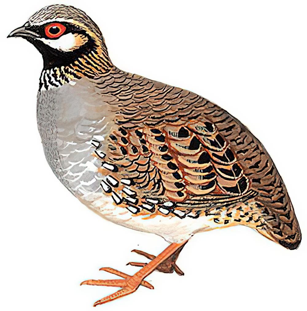 白颊山鹧鸪 / White-cheeked Partridge / Arborophila atrogularis