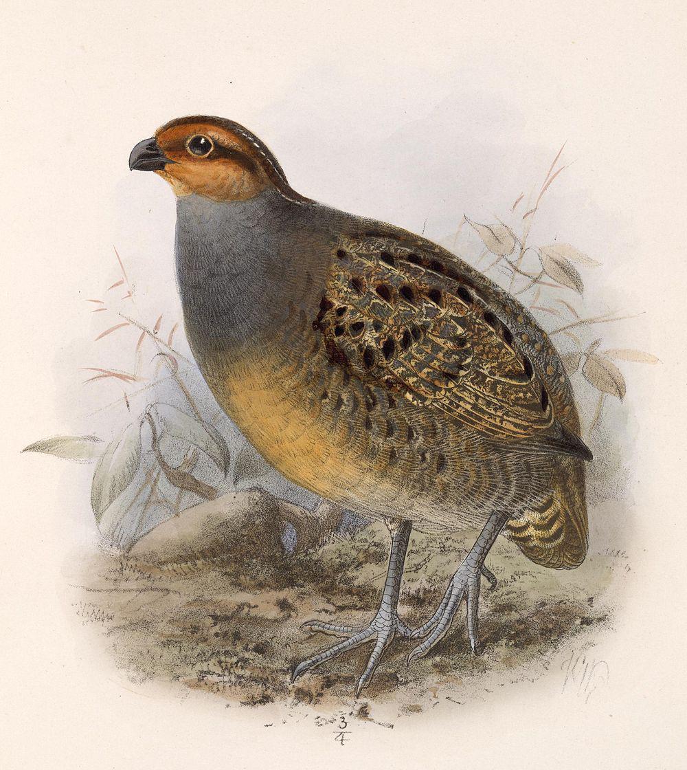 茶脸鹑 / Tawny-faced Quail / Rhynchortyx cinctus