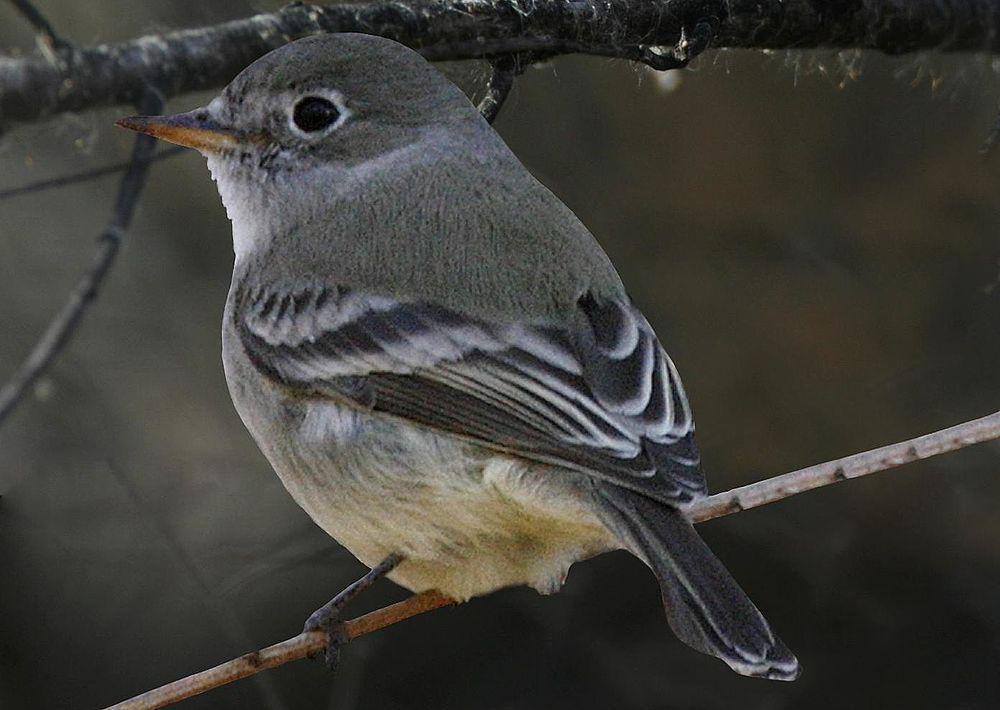 灰纹霸鹟 / American Grey Flycatcher / Empidonax wrightii