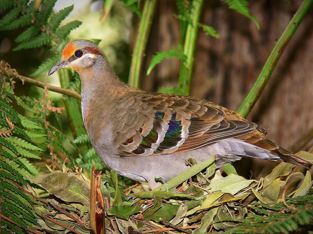 灌丛铜翅鸠 / Brush Bronzewing / Phaps elegans