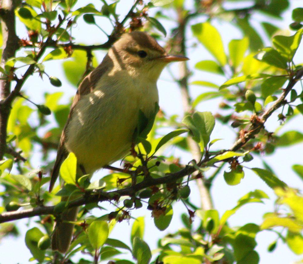 歌篱莺 / Melodious Warbler / Hippolais polyglotta