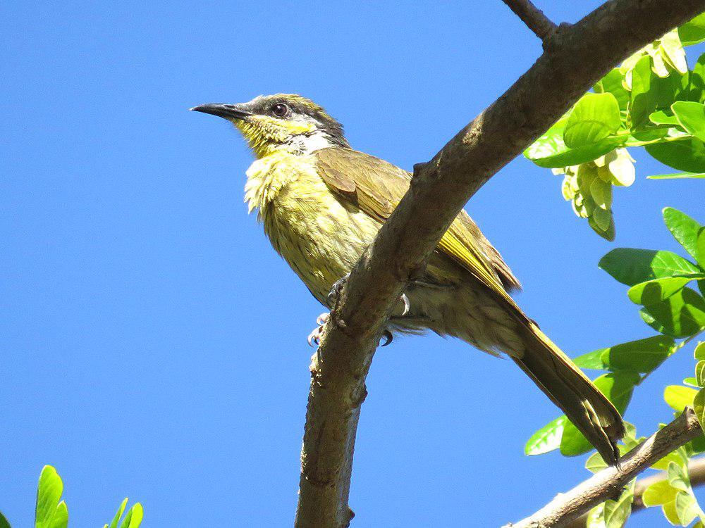 杂色吸蜜鸟 / Varied Honeyeater / Gavicalis versicolor