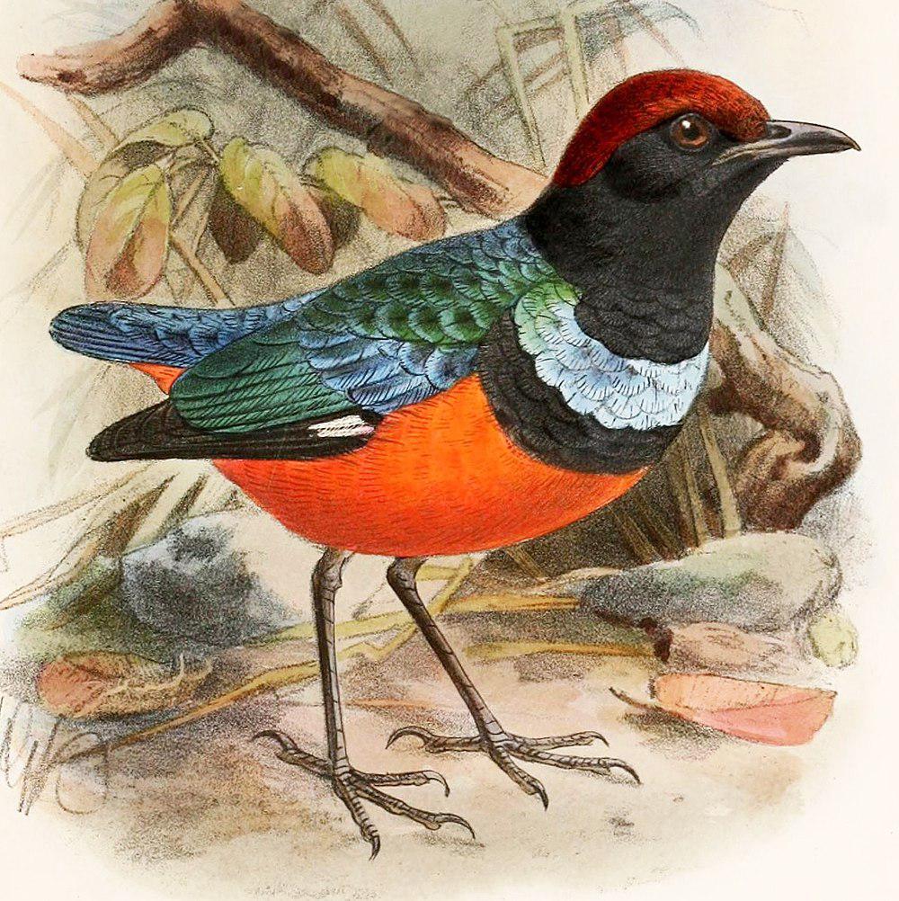 苏拉八色鸫 / Sula Pitta / Erythropitta dohertyi