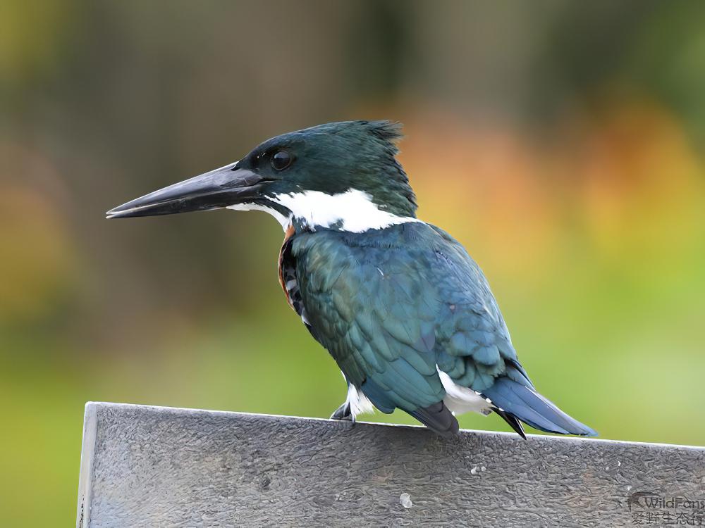 亚马孙绿鱼狗 / Amazon Kingfisher / Chloroceryle amazona