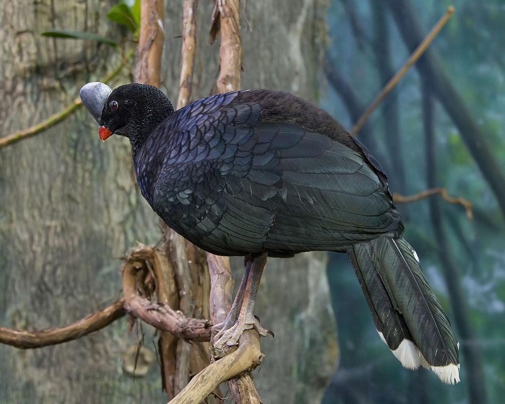 盔凤冠雉 / Helmeted Curassow / Pauxi pauxi