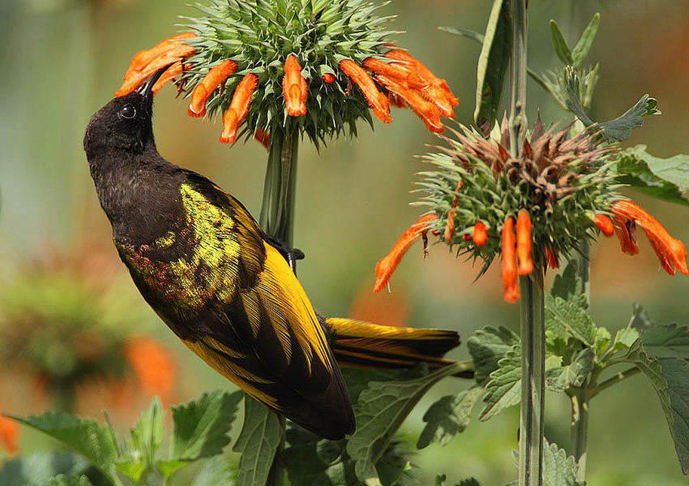 金翅花蜜鸟 / Golden-winged Sunbird / Drepanorhynchus reichenowi