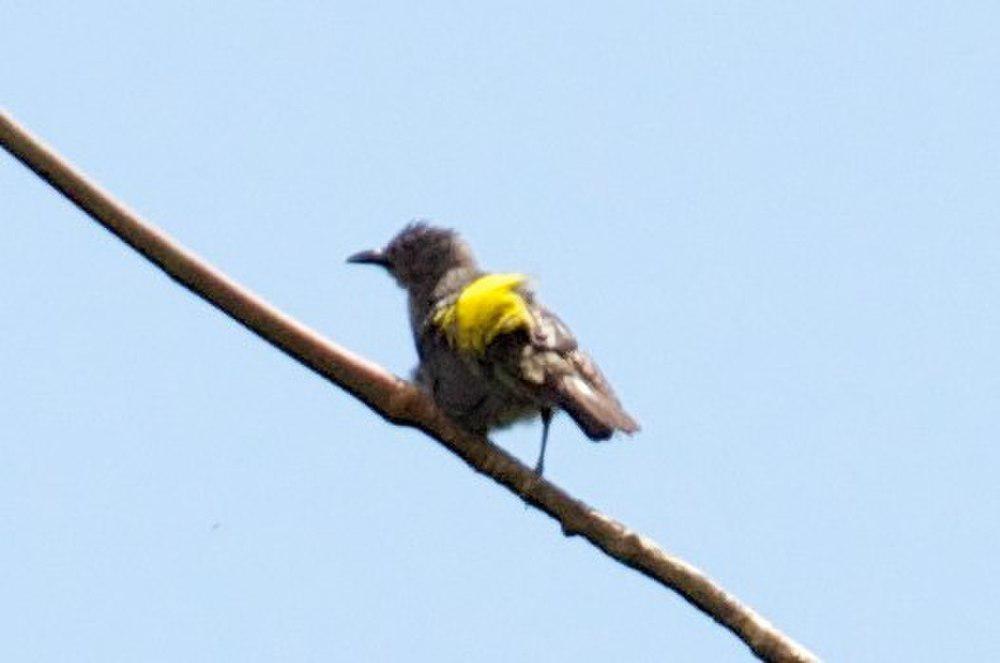 黄腰红眉唐纳雀 / Sulphur-rumped Tanager / Heterospingus rubrifrons