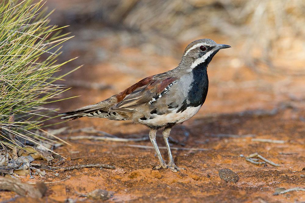 栗鹑鸫 / Chestnut Quail-thrush / Cinclosoma castanotum